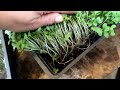 Broccoli Microgreens Growing Experiment: Paper Towels Vs. Soil