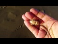Sand bugs at Pismo