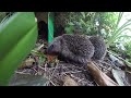 Hedgehog cam 13 July 2024