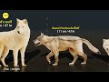 Wolf size comparsion