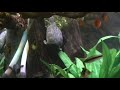 Big Musk Turtle Aquarium with fish