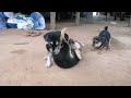 Two dogs sat Nand wached a rabbit eat peaches from a tree. A beautiful moment #funny - #shorts