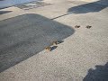 Baby quails (Video 5)