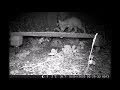 Vine Cottage Fox Cub 16th April 2020