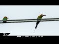 Nikon Z 180-600mm Photographing Small Birds Australia