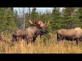 Charged by a Huge Bull Moose