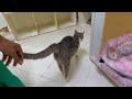 Trying to save a cat with an almost amputated leg .