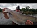 Shocking Kerr Lake catfishing with livescope