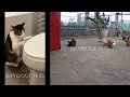 😸😍 New Funny Cats and Dogs Videos 😸🐱 Funny And Cute Animal Videos 2024 #6