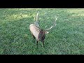 Amazing 4K shot of a bull elk - DJI Mavic Air 2