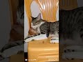 Watch this too cute and adorable cats!❤️🐈😻