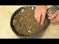 Grow mango from cuttings using natural rooting aloe vera | Method of rooting in water