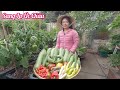 Thu hoạch bầu, ớt chuông, mướp hương sau vườn ở Úc/Vườn rau Việt ở Úc