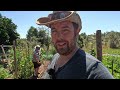 Unbelievable GROWTH In Just 4 Weeks! July (No Dig) Veg Garden Tour