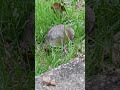 eastern box turtle or ornate box turtle eats orange slice in the grass