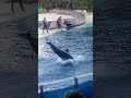 Dolphin Adventures Show at Sea World Orlando