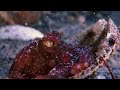 Ruby Octopus in a Shell by John Roney x OctoNation blog, East Pacific Red Octopus, Octopus rubescens