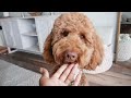THE CUTEST DAY IN THE LIFE OF A GOLDENDOODLE | MORNING ROUTINE | DOG | GROOMING TIPS PUPPY VLOG