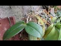 🔵MUITAS HASTES FLORAIS NAS ORQUÍDEAS PHALAENOPSIS‼️