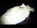 48lb. Flathead Catfish (Raw Fight)