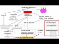 SHOCK: Types, Pathogenesis of Septic Shock