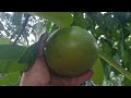 Black Sapote season begins. #rarefruits #foodforest