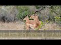 Impala Alarm Call - The sounds of Impala calling in response to a predator