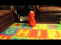 Baby scared of Elmo Part 2