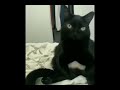 cat does goofy dance