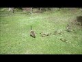 Return to the Lake and finding the Geese