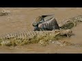 Wildebeest Cross Crocodile-Infested Water