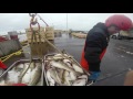 Longline Fishing In Icelandic Waters