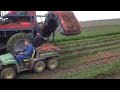 Funny Carrot Harvesting