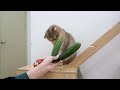 Are Cats Scared Of Cucumbers? 😅😅😅