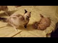 Cat vs Cat - Slow Mo Stalker!