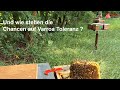 Varroa Toleranz - Bienenköniginnen zur Zucht auswählen