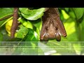 Fruit Bat Sounds - The calls of epauletted fruit bats at night in Africa