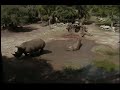 Rhinos in mud 3
