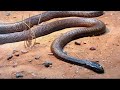 दुनिया के 10 सबसे जहरीले सांप Top 10 Most Venomous Snakes in the World