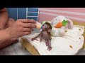 Monkey baby Yumy playing with daddy in evening