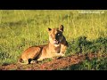 Wildlife Planet Exploration 4K:  Wonderful Wildlife Movie with Soothing Music