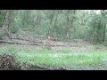 07-16-2023 Deer Bobcat Coyote Crows