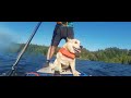 Non verbal sit command for a dog on a paddleboard