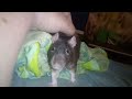 rat in heat ear wiggle