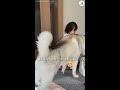 (ENG sub)Little sister started crying... and that's when Husky took the kindest action #Shorts