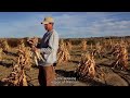 The Resiliency of Hopi Agriculture:  2000 Years of Planting