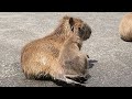 Baby capybara daily routine