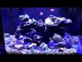 Biocube 14 update with new corals