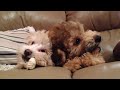 Heavenly Bliss 12 week old Cockapoo puppies and their night time snack