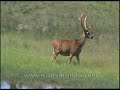 Barasingha with massive head of antlers drinking in Kanha swampland